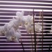 phalaenopsis križ. ima kar 18 cvetov