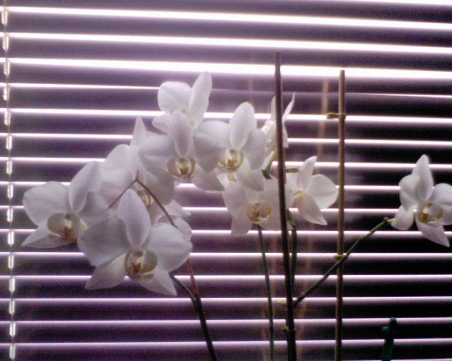 phalaenopsis križ. ima kar 18 cvetov