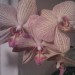 phalaenopsis križanec 
