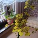 oncidium 