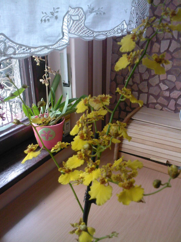 oncidium 