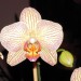 phalaenopsis križanec 