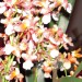 ONCIDIUM SHARRY BABY