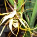 brassia hans lucke