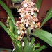 ONCIDIUM SHARRY BABY