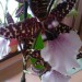 odontoglossum