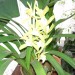 cymbidium križanec