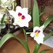 miltonia