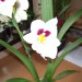 miltonia