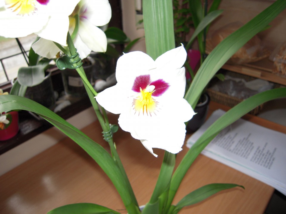 miltonia