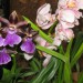 zygo in cymbidium