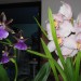 zygo in cymbidium
