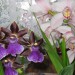 zygo in cymbidium