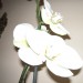 phal
