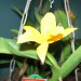 Cattleya aurantiaca