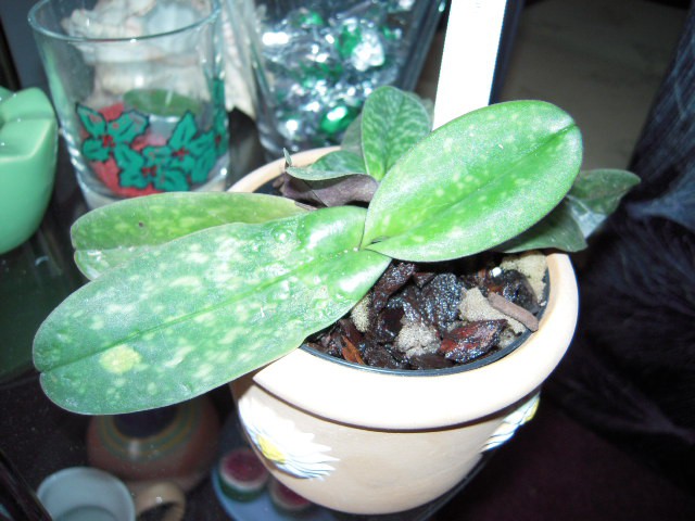 Paphiopedilum bellatulum        