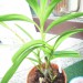 Epidendrum trifidum