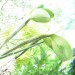 Cattleya violacea 