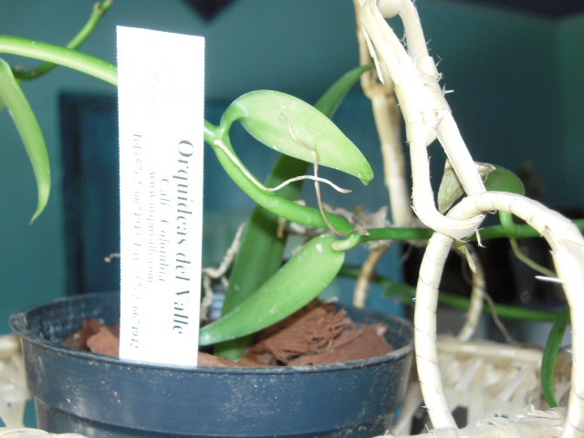 . Vanilla planifolia