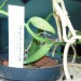. Vanilla planifolia