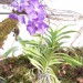 razstava orhidej Volčji potok 2009