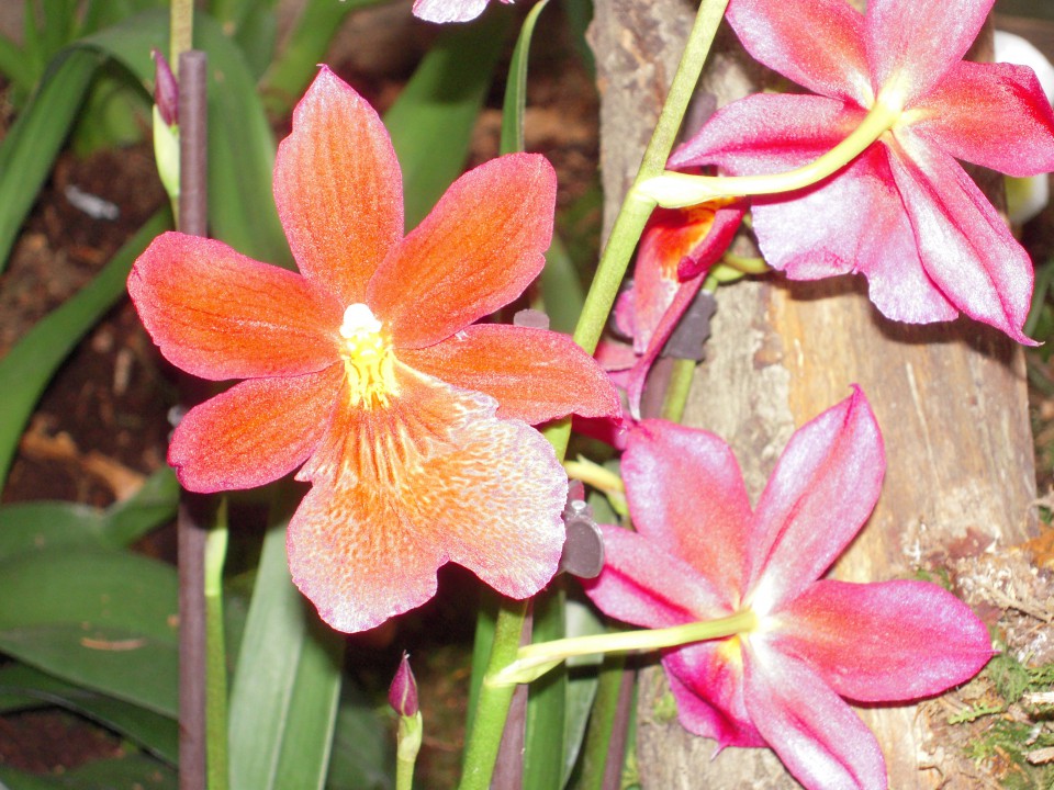 Razstava orhidej Volčji potok 2009 - foto povečava