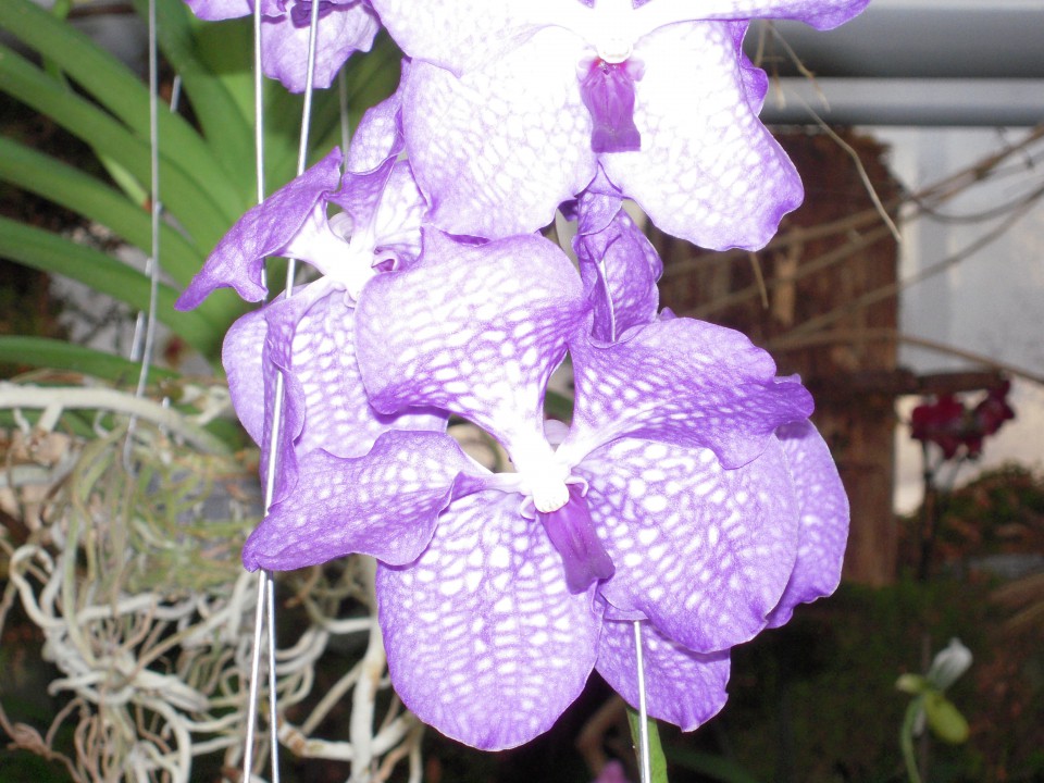 Razstava orhidej Volčji potok 2009 - foto povečava