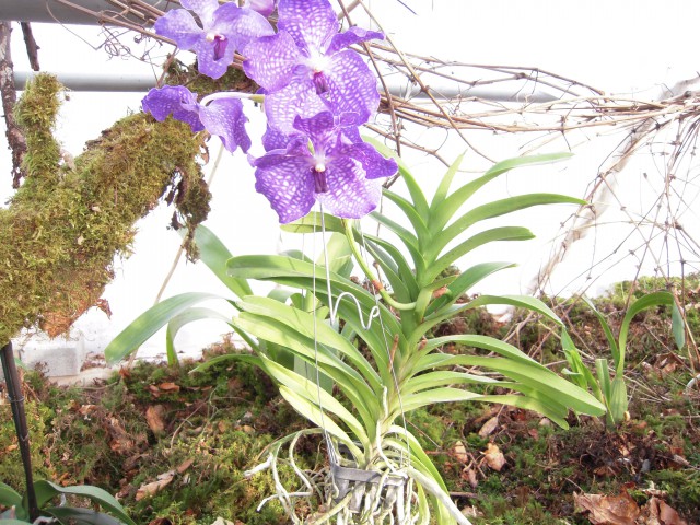 Razstava orhidej Volčji potok 2009 - foto