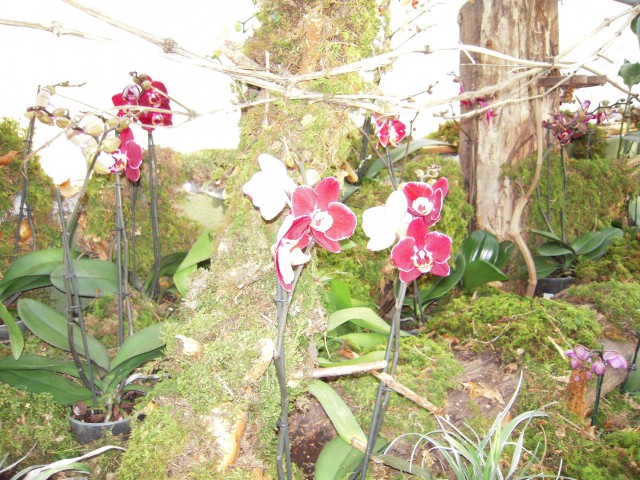 Razstava orhidej Volčji potok 2009 - foto