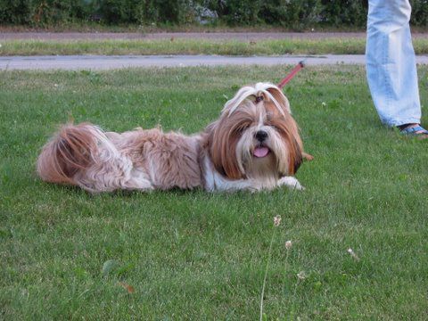 Tanya's Fairland Simply Red - foto