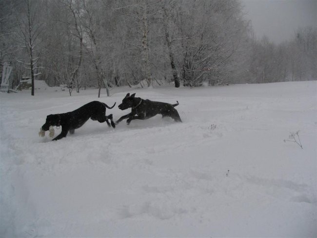 Planina - foto povečava