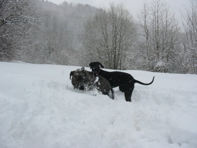 Planina - foto