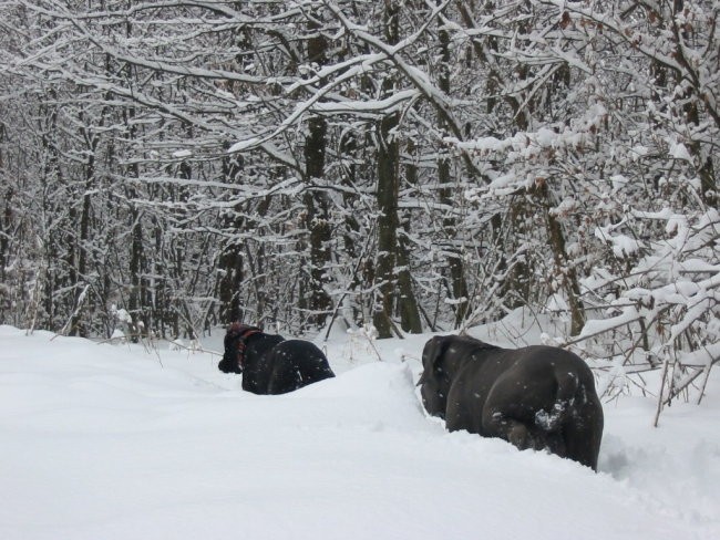 Planina - foto povečava