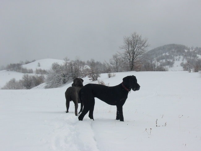 Planina - foto povečava