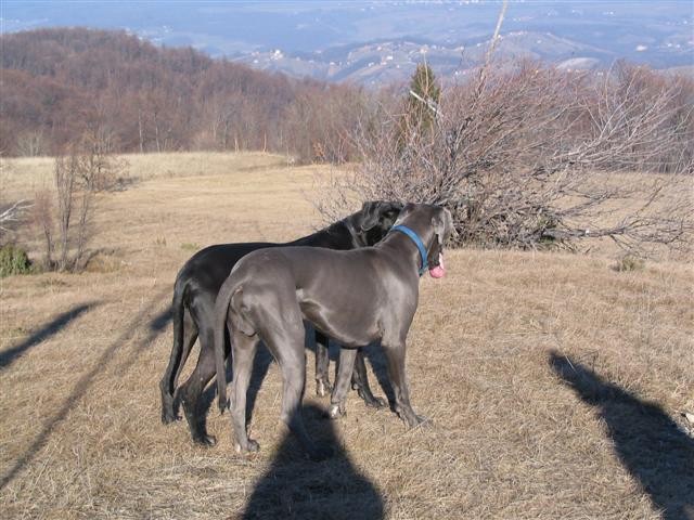 Planina - foto povečava