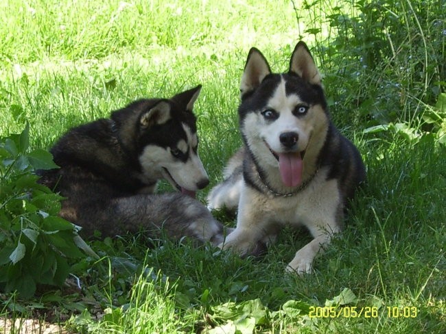 Thor&Luna - foto povečava