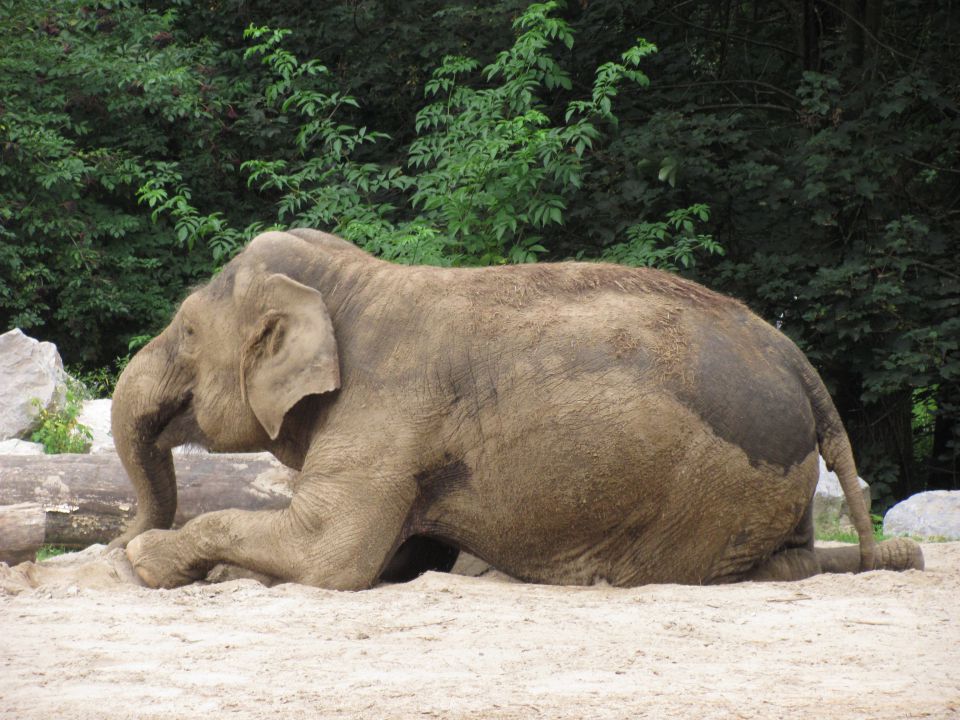 ZOO Ljubljana - foto povečava