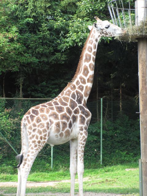 ZOO Ljubljana - foto