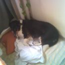babi Frida ima tole psičko,ki je stara  12 let (12.2.2005) in počiva v kuhinji pri dediju 