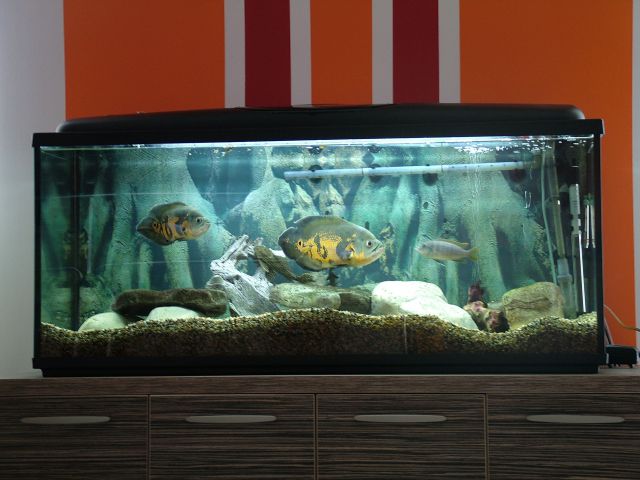 Akvarij novi - foto