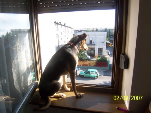 ZIGGY - foto