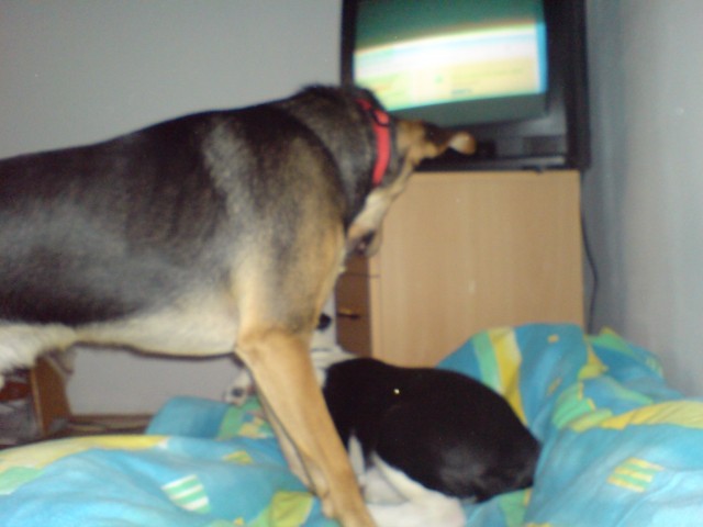 ZIGGY - foto