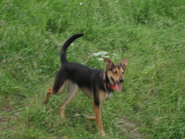 ZIGGY - foto