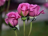 Vrtnica - foto