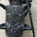 Monochamus
