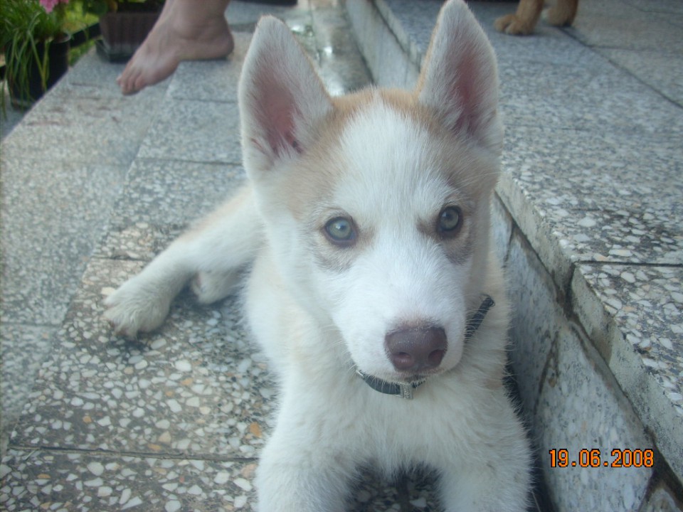 Balto - foto povečava