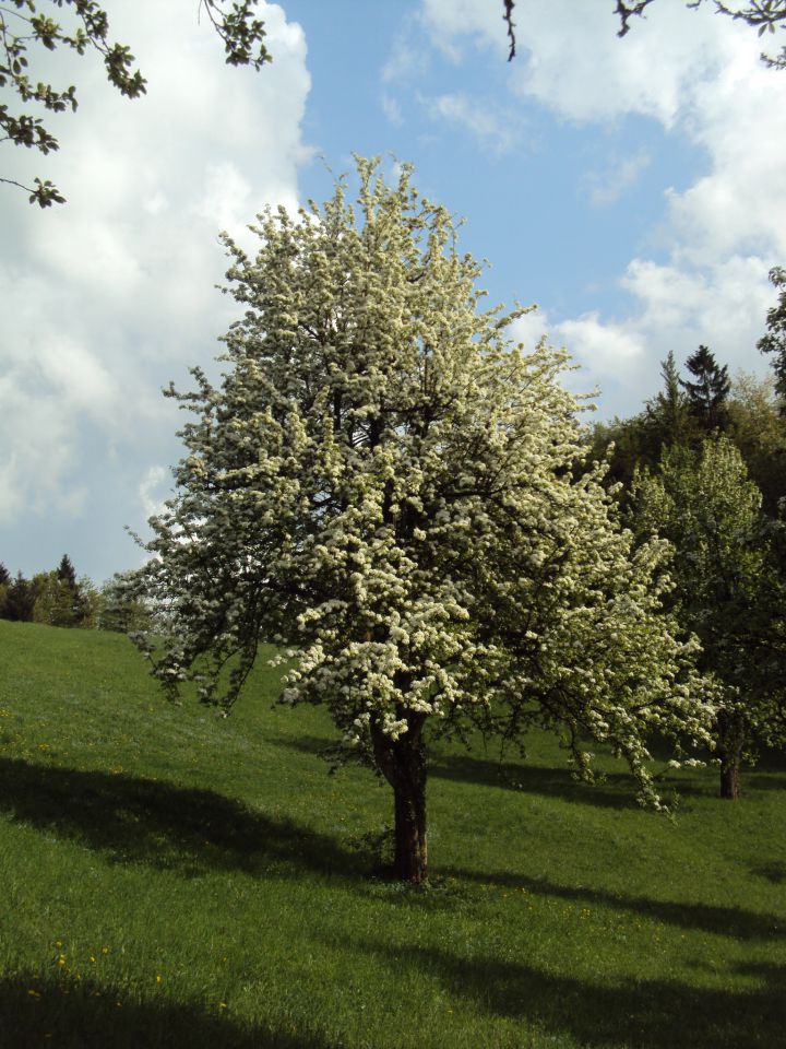 Lepote narave - foto povečava