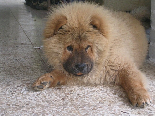 Chow-chow Gal - foto povečava