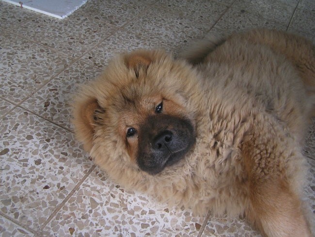 Chow-chow Gal - foto povečava