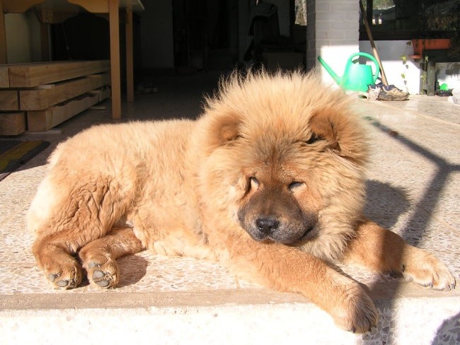 Chow-chow Gal - foto povečava